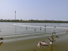-南大港湿地风景区
