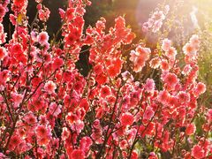 -桃花涧