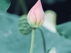 -花开海上生态园