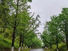 -铁山坪森林公园