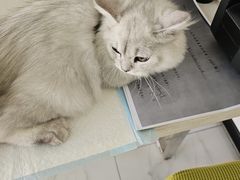 -艾吉宠物医院·疑难杂症转诊中心·猫友好(碧江路院)
