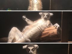 -绿色星球动物主题公园