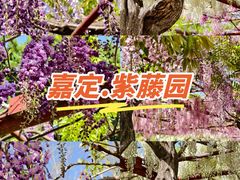 -嘉定紫藤园