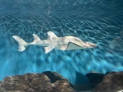 -上海海洋水族馆