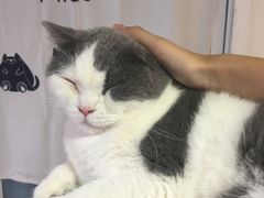 -Heymao猫咖.咖啡厅(东门店)