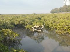 -北海金海湾红树林生态旅游区