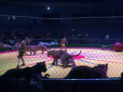 马戏表演-西安秦岭野生动物园