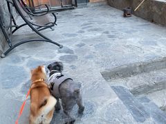 -四姑娘山阿巴郎·藏式花园餐厅