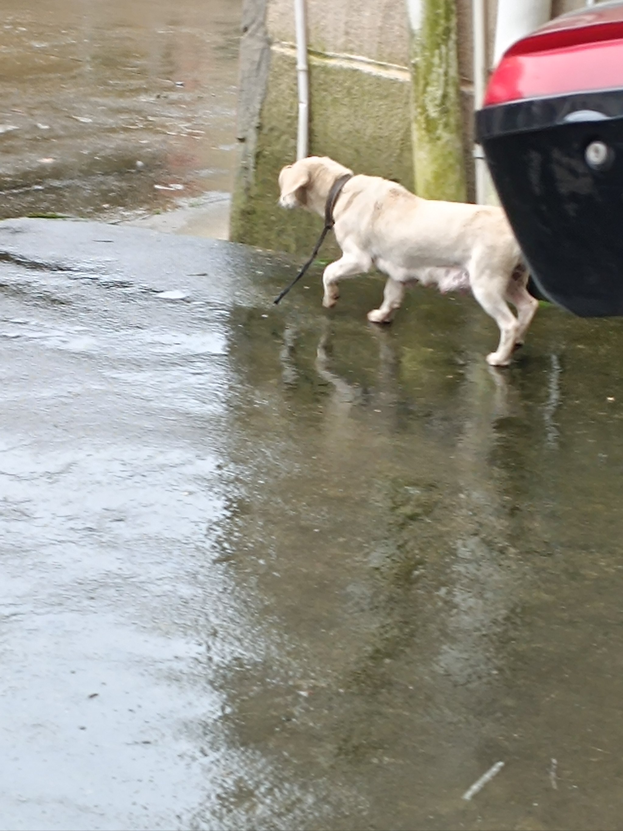 雨一直下图片 小狗图片