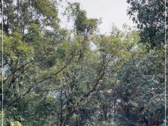 -杭州半山国家森林公园