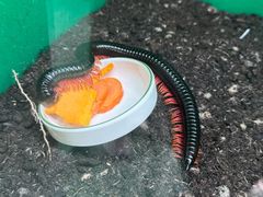 -上海大自然野生昆虫馆(东方明珠·爬宠昆虫探索中心)