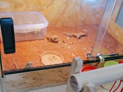-爱侣·安琦尔宠物医院·中兽医针灸·心内科·狂犬免疫点(宝山区院)