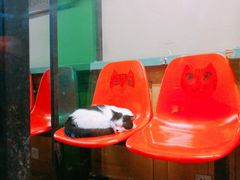 -猫咪博物馆(顶澳仔猫街店)