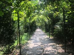 -合肥滨湖国家森林公园