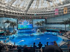 -海合安成都极地海洋公园