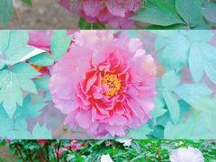 -国家植物园