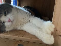 -more than meow吴止猫主题餐厅(承德 中船汇店)