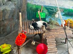 -青藏高原野生动物园