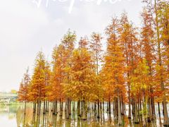 -白鹭湾湿地公园