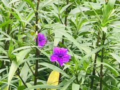 -昆山城市生态森林公园