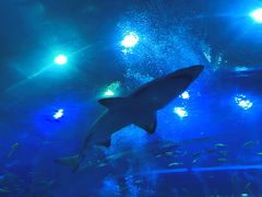 -成都浩海立方海洋公园