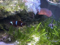 -中环花鸟鱼虫市场