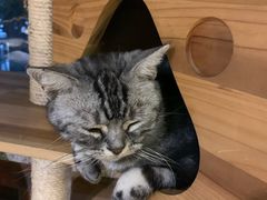 -more than meow吴止猫主题餐厅(承德 中船汇店)