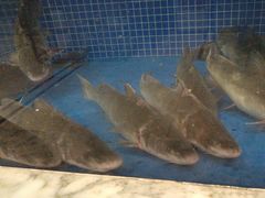 -香山湖渔家大院