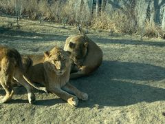 -北京野生动物园