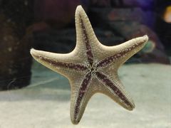 -上海海洋水族馆