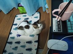 -瑞派·关忠动物医院·猫专科·犬专科(三环新城店)