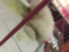 -爱侣宠医·鹦鹉专科·小型哺乳类·异宠专科(灵石路店)