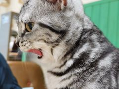 -藏猫猫咖啡主题馆(中央大道店)
