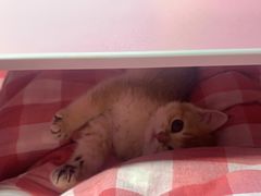 -糯米喵星人总部直营旗舰店·猫舍·幼猫出售