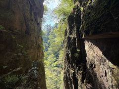 -天目山大树王景区
