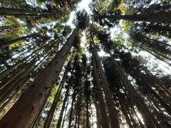 -武陵山森林公园