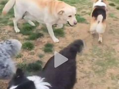 -趣玩宠物乐园寄养训犬训狗游泳池