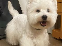 -萌宠之家·腊肠犬·马尔泰·小体犬舍