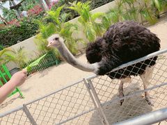 -三亚亚龙湾天域度假酒店