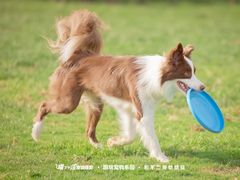 -趣玩宠物乐园寄养训犬训狗游泳池