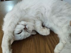 -猫爪屋猫咖(乐汇城店)