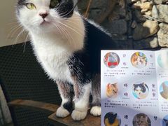 -喵屿·大理花园猫咖