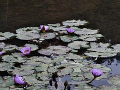 -云溪植物园
