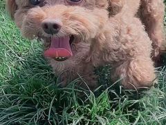 -趣玩宠物乐园寄养训犬训狗游泳池