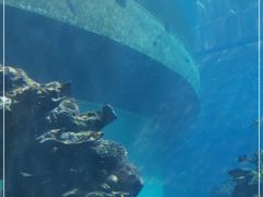 -海棠湾洲际-涛·海底餐厅·美人鱼·自助餐·海底隧道
