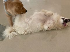 -共舞时光猫咖·狗咖(新街口店)