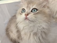 -金茂览秀城
