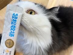 -米乐乖乖猫咪咖啡馆·猫咖(深圳湾后海汇店)