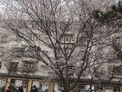 -桃花堤公园