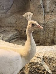 -Zoolung Zoolung动物主题公园(海信广场店)
